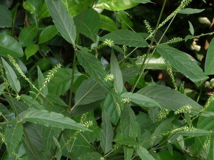 岭南草药坊第二十二期倒扣草