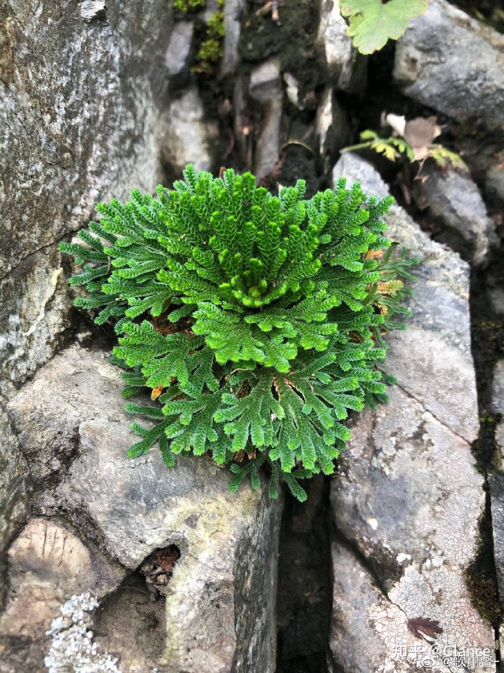复苏卷柏新种——越南卷柏 Selaginella pseudotamariscina - 知乎