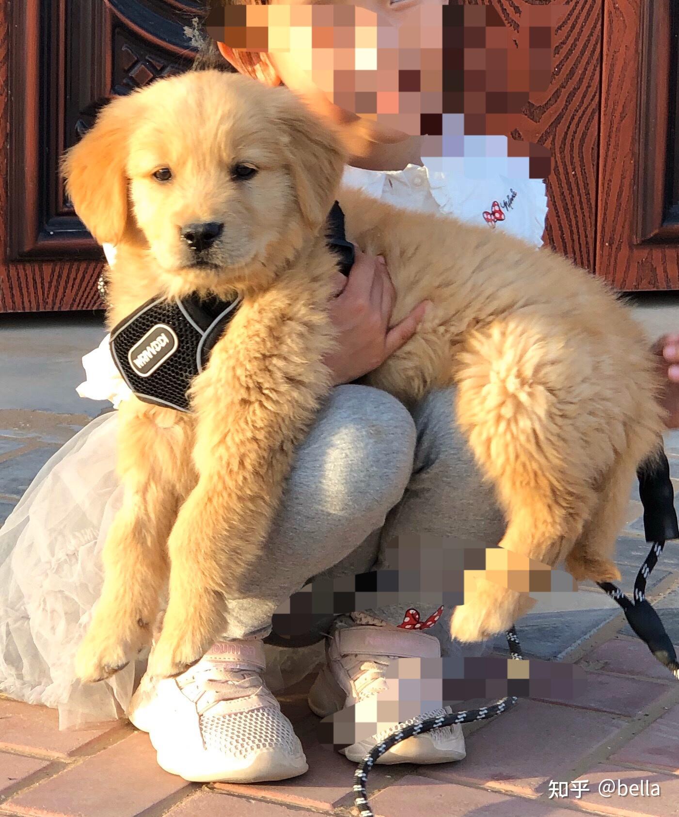 大家帮我看看 我家的金毛纯不纯 头小身子大 是什么原因? - 知乎