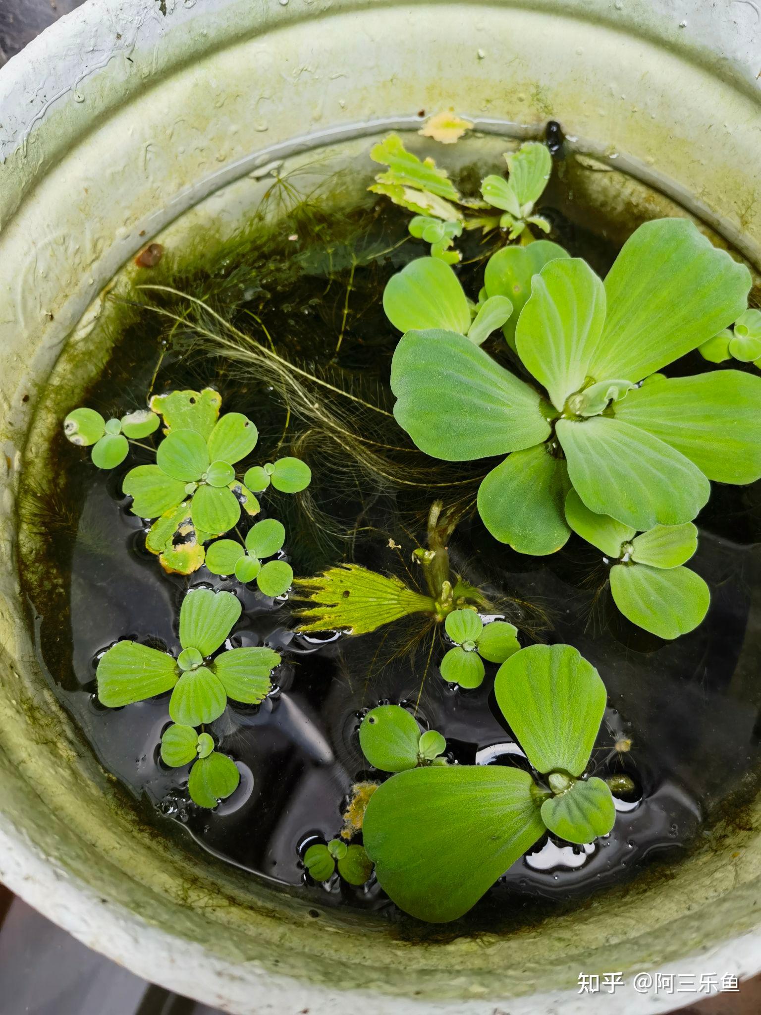鱼缸里养水芙蓉有哪些注意事项?