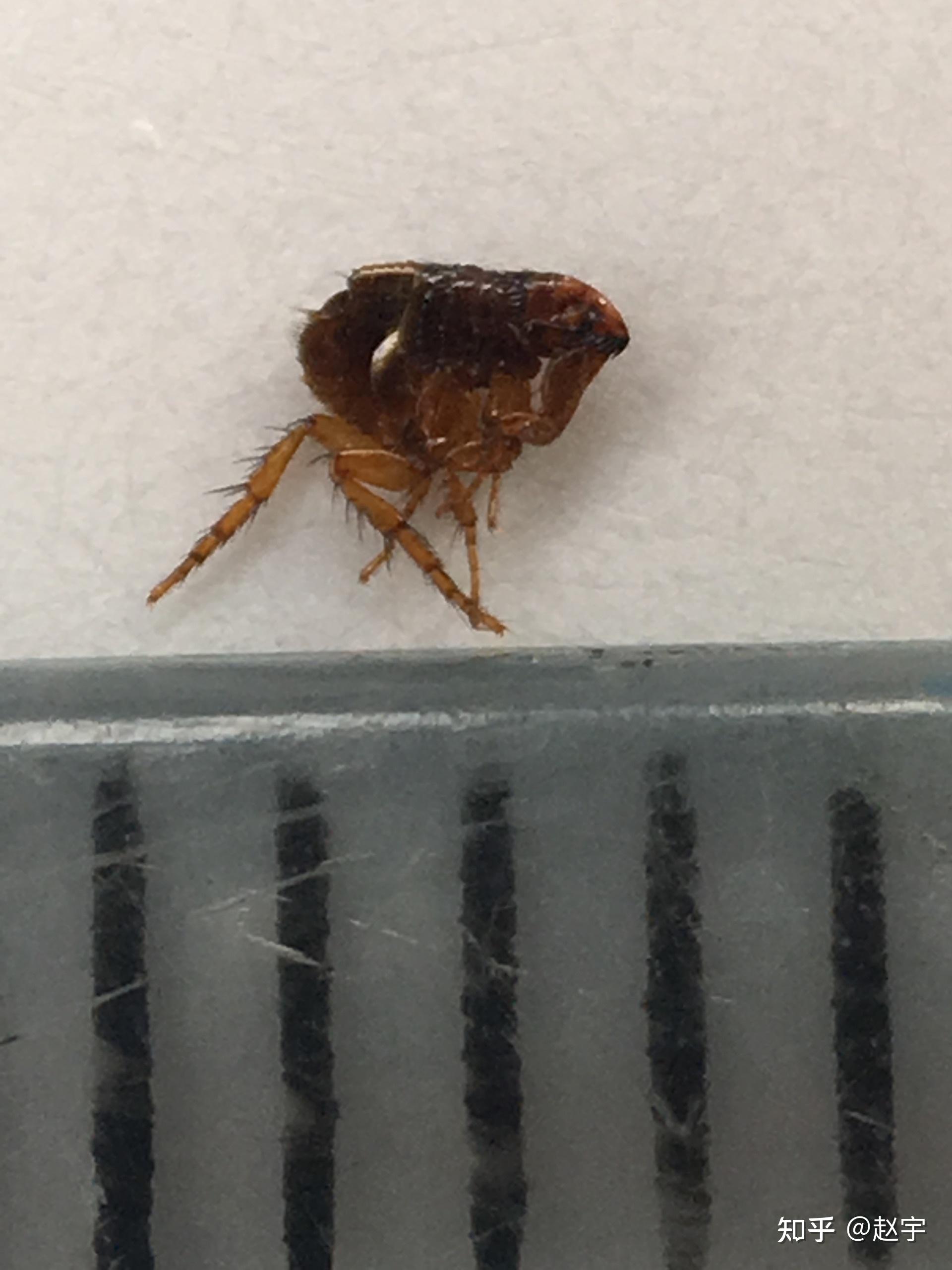 请问这只小小的黑色虫子是不是跳蚤