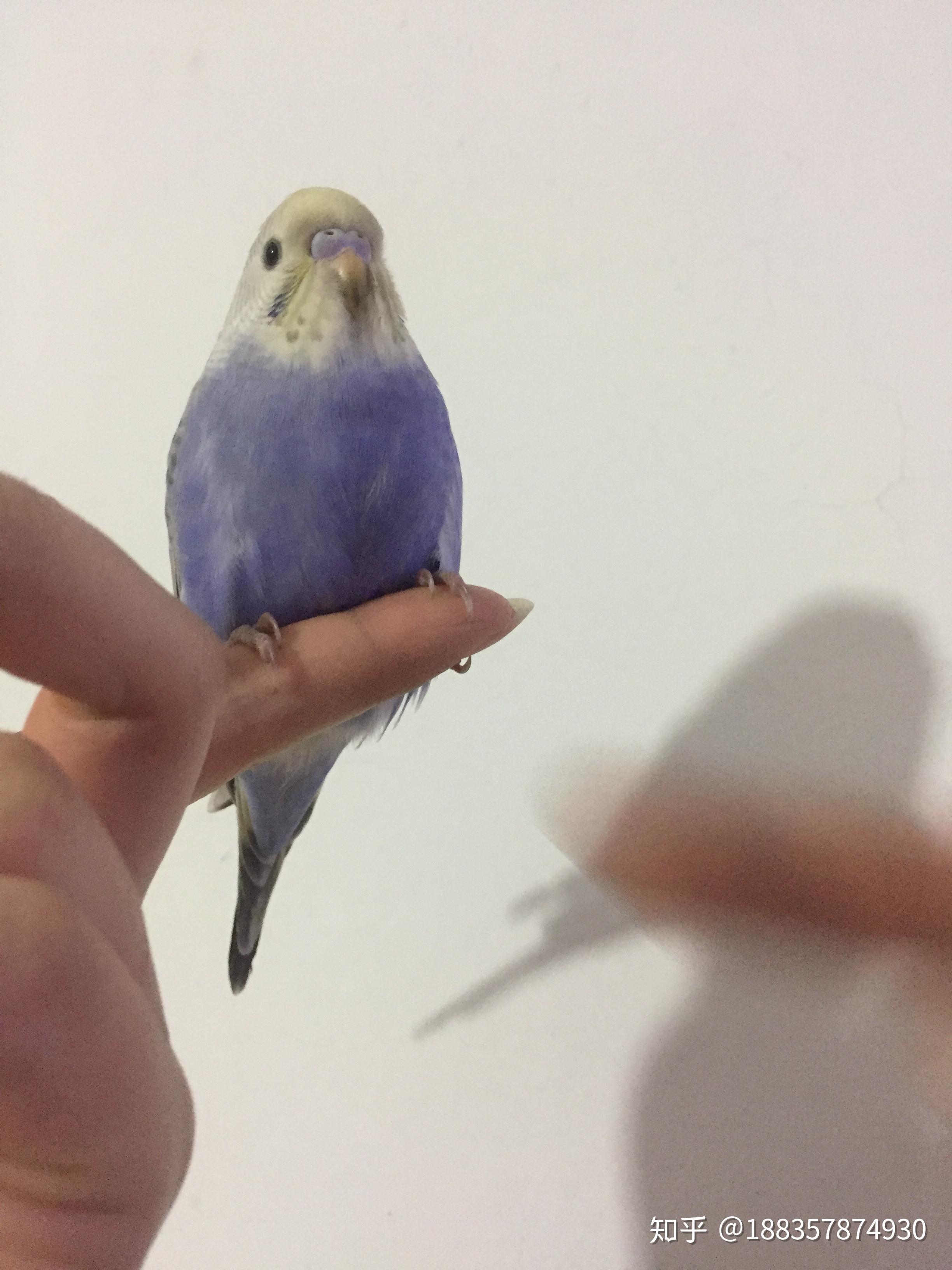 看看这个80￥买的紫双金虎皮鹦鹉怎么样纯不纯值不值这个价