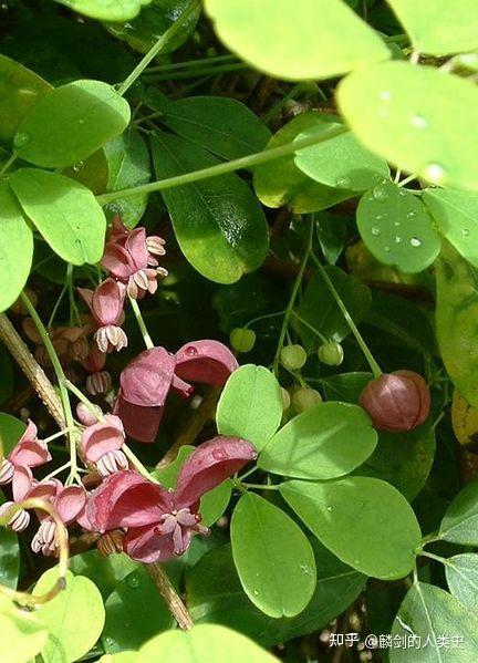 【植物界全系列】毛茛目—木通科(上) - 知乎