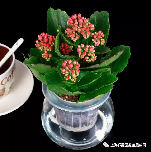 长寿花养护知识