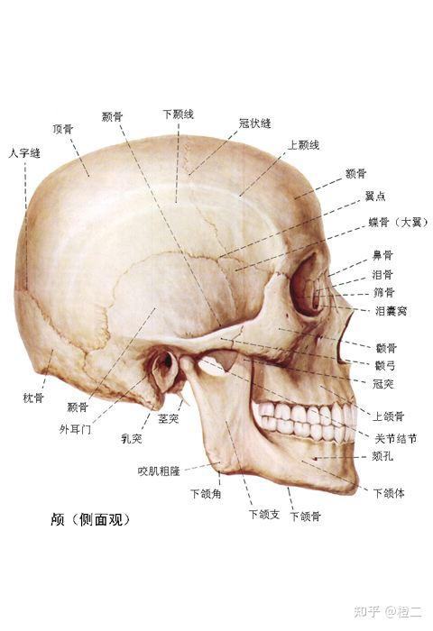 圆润的圆脑袋,视觉效果上会更显脸小,而这些都是由额骨,顶骨,颧骨