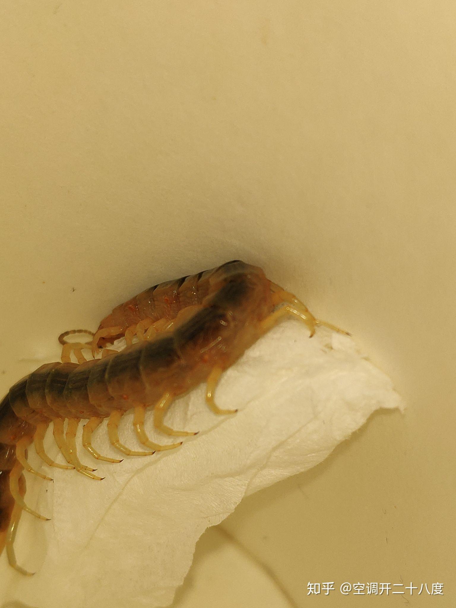 这是糙耳孔蜈蚣吗,毒性怎么样,刚抓到的,蓝背,?