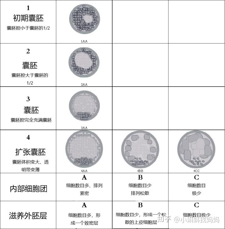 4aa等级的囊胚就代表一定会着床吗?