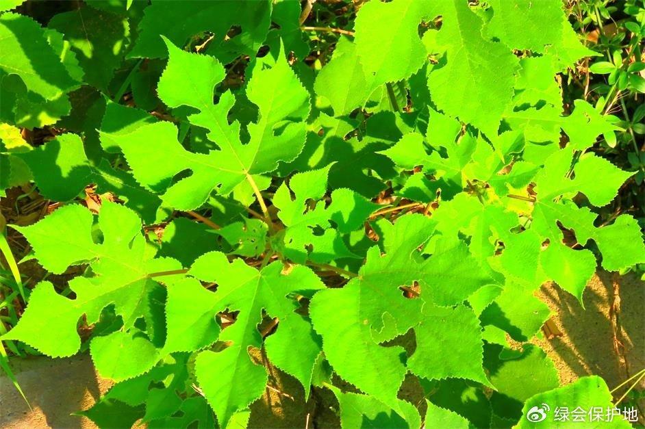 构树：拥有顽强生命力的植物 | 绿会保护地科普 - 知乎
