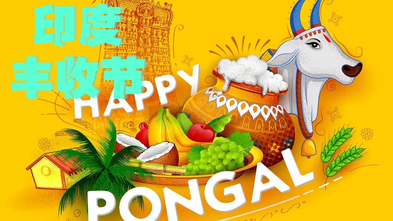 印度节日百科神牛犯错万人庆祝的丰收节pongal