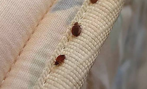 2尘虱书虱床虱螨虫尘螨床螨跳蚤虱跳虫是什么有什么危害