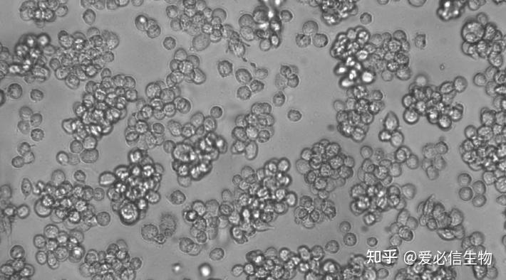 如何将THP-1 单核细胞用PMA诱导成巨噬细胞? - 知乎