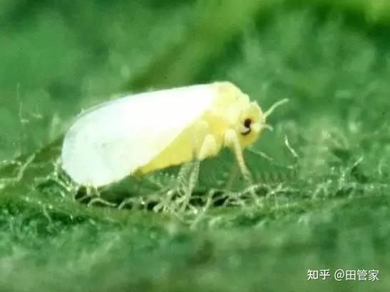 原色花卉病害虫百科 7 原色花卉病害虫百科 7