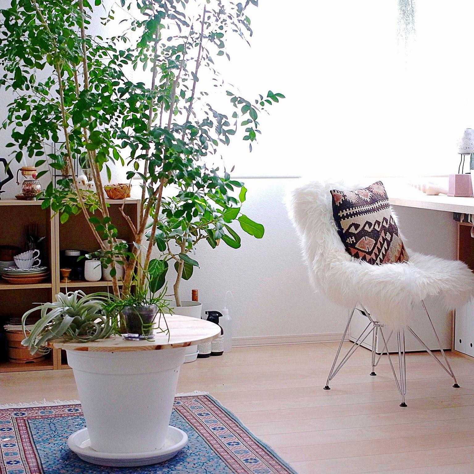 事半功倍的室内植物挑选指南