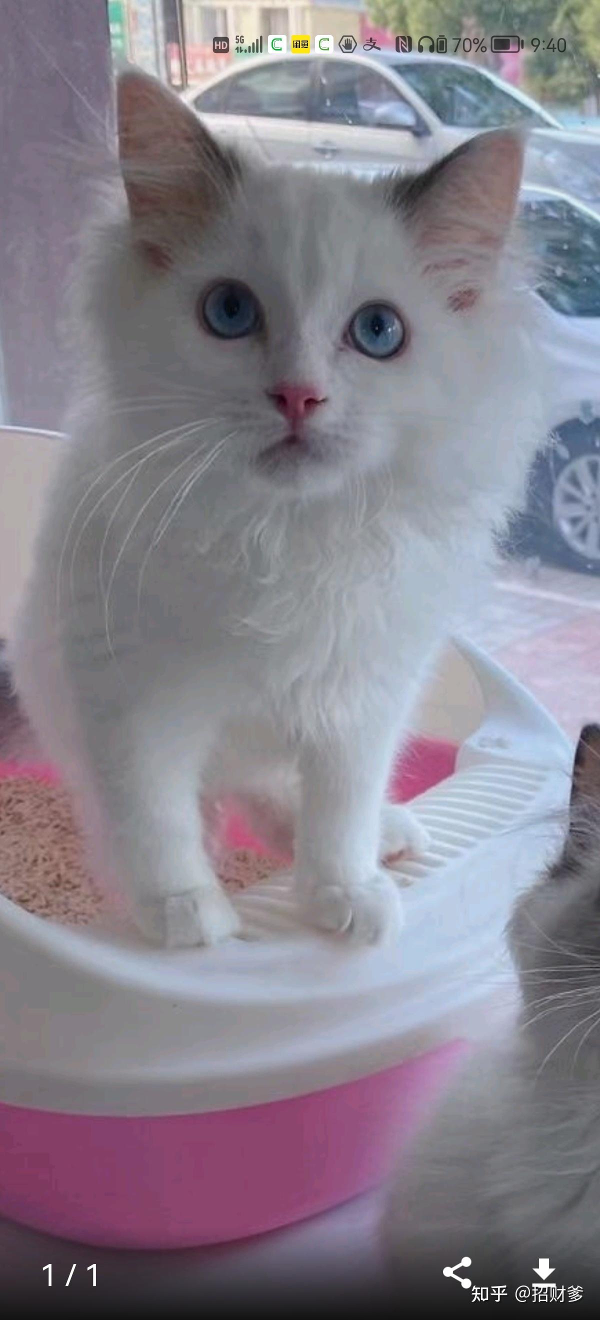 求助这只白色布偶是什么花色的背部几乎是白的三个月大后面脸部颜色和