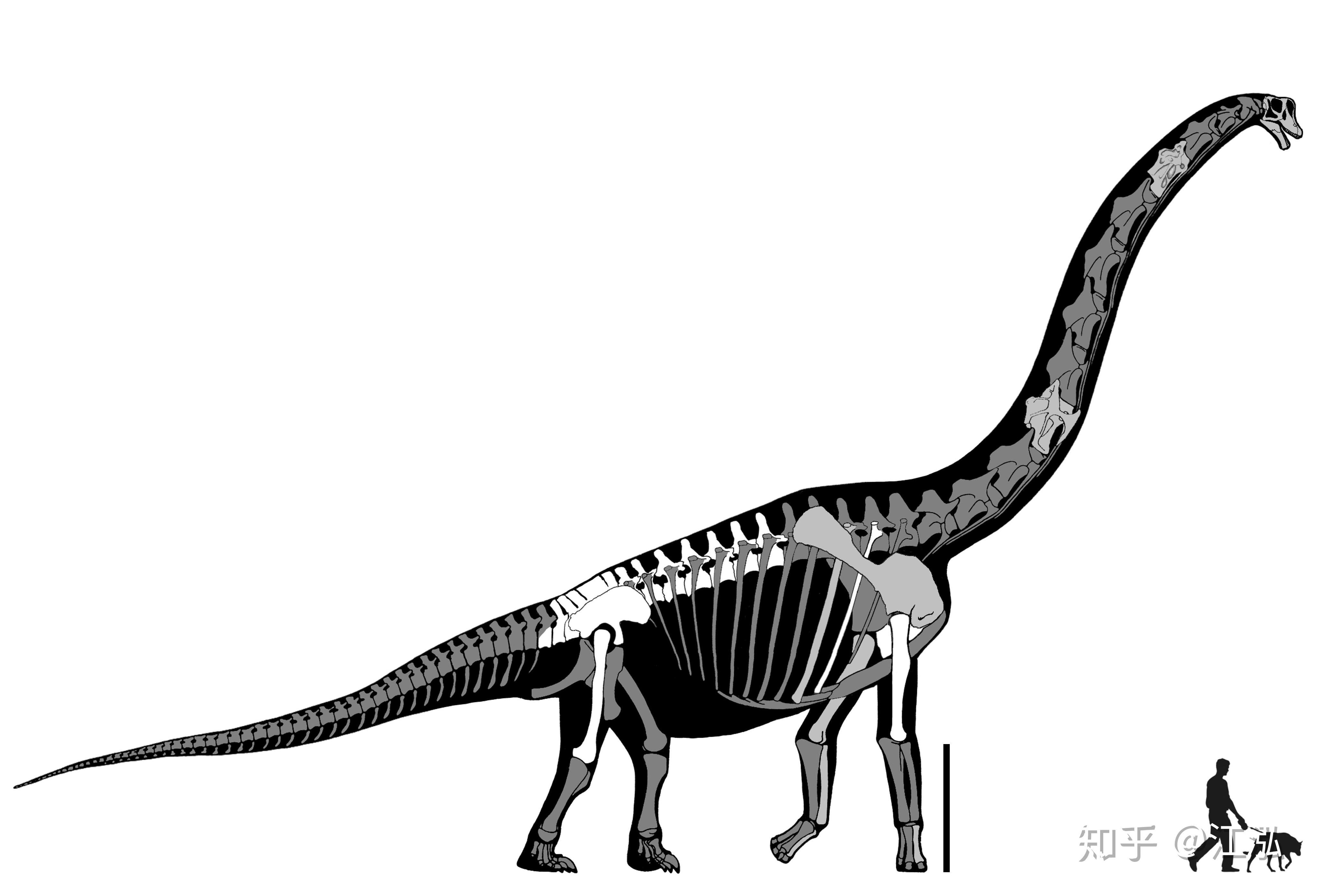 腕龙,梁龙,马门溪龙等长脖子长尾巴的恐龙,外形区别到底明显在哪里呢?
