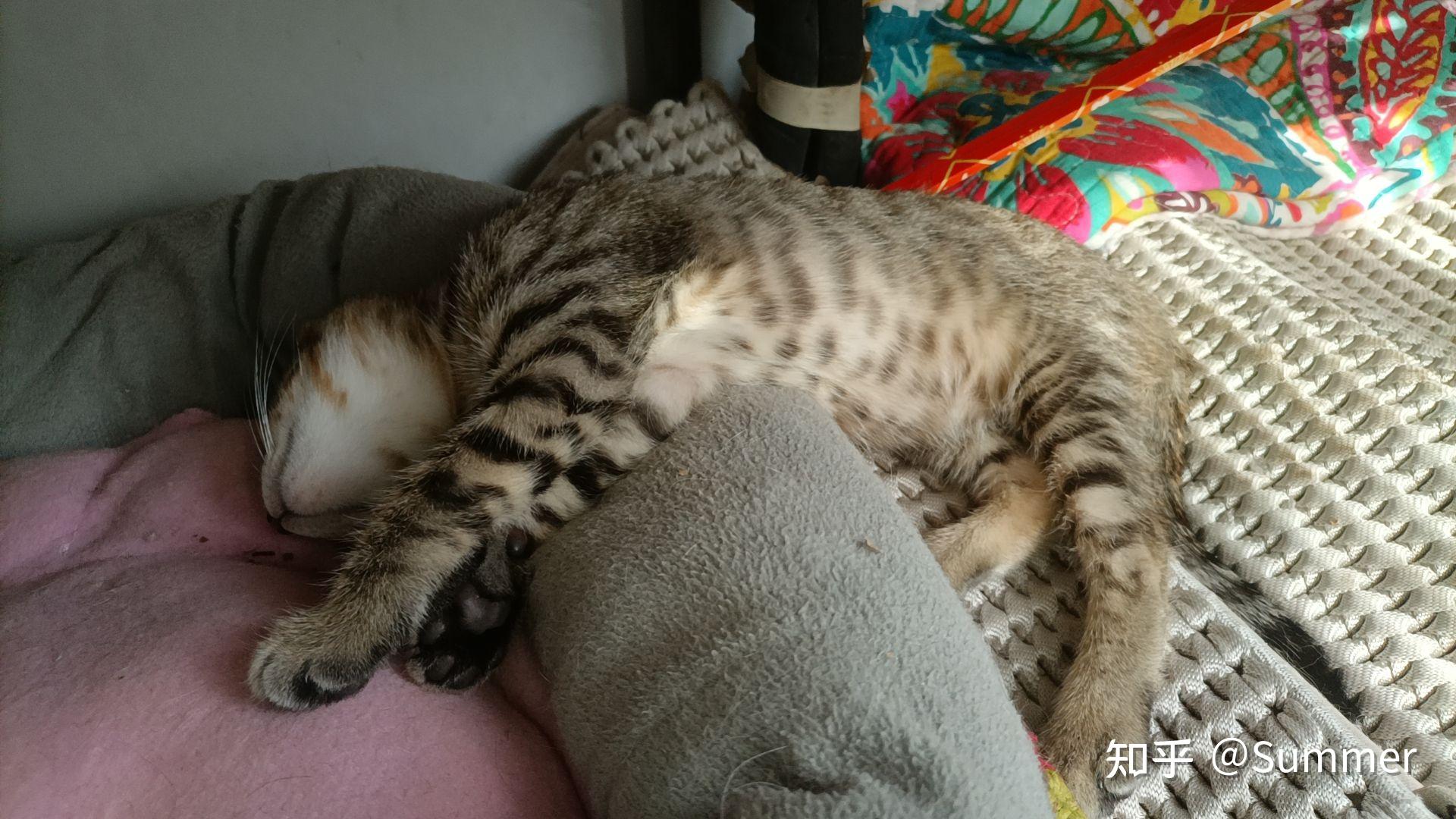 本人合肥，想领养一只猫，有什么途径？ - 知乎