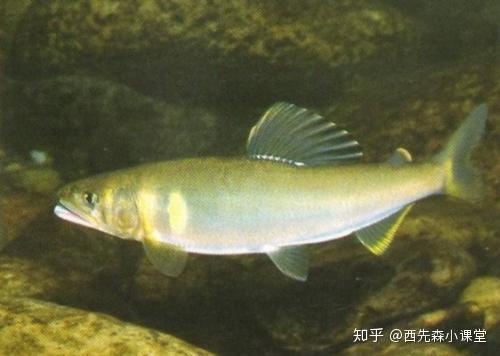 特種水產香魚名揚四海的淡水魚之王