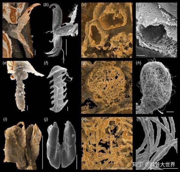 我国科学家发现远古动物的巨型精子 竟比动物本身的体长还长 知乎