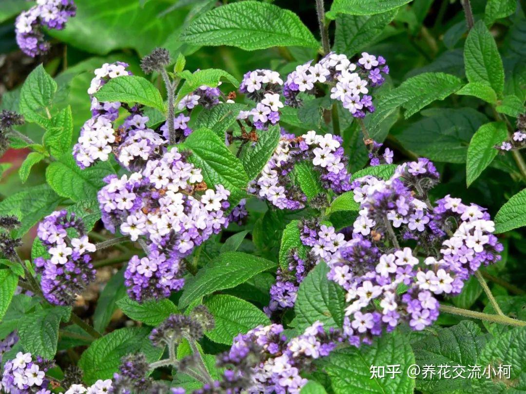 花朵有冰淇淋香味的香水草