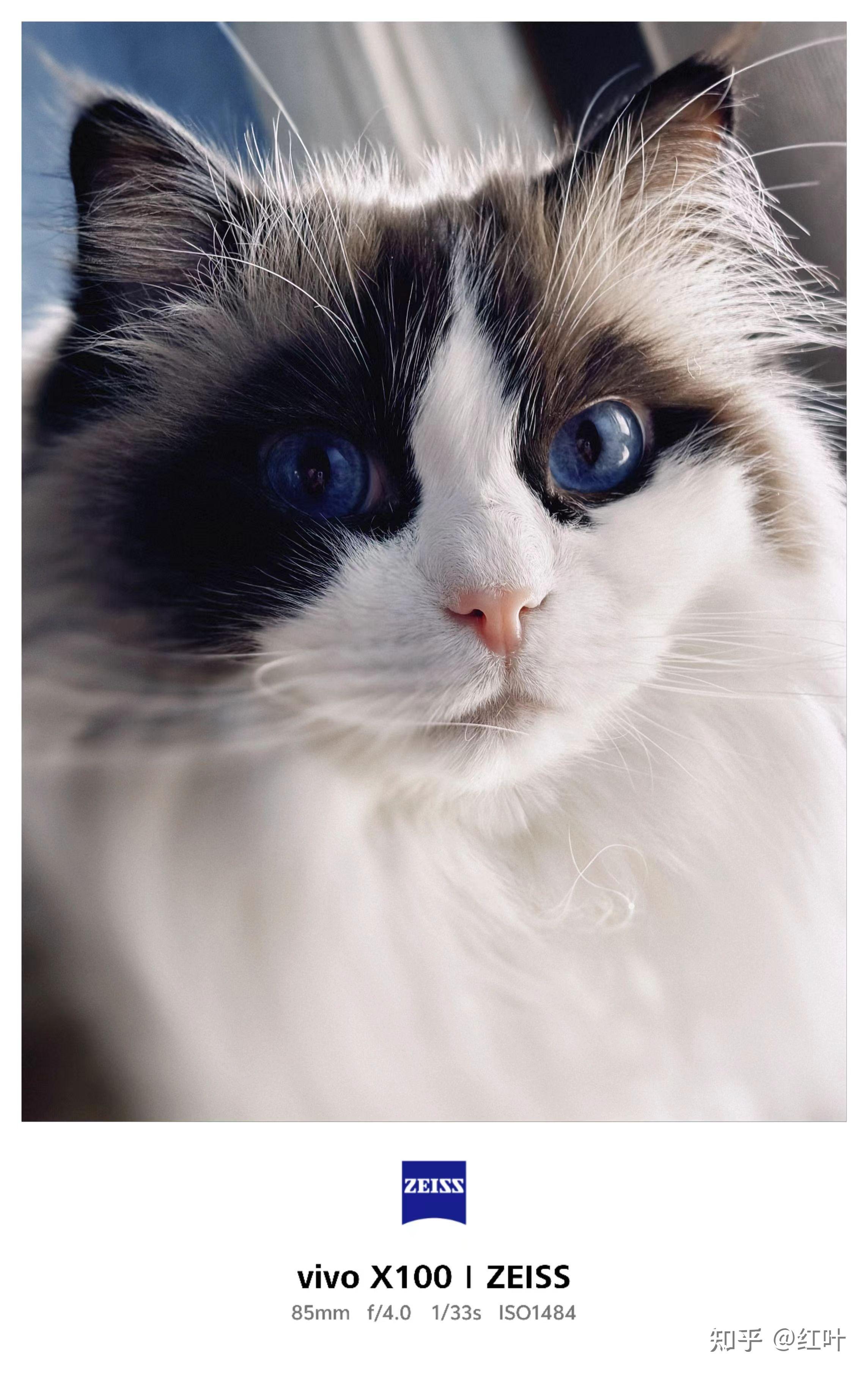 壁纸 动物 猫 猫咪 小猫 桌面 2288_3624 竖版 竖屏 手机