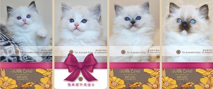 最全版 养猫实用贴 知乎 最全版 养猫实用贴 知乎