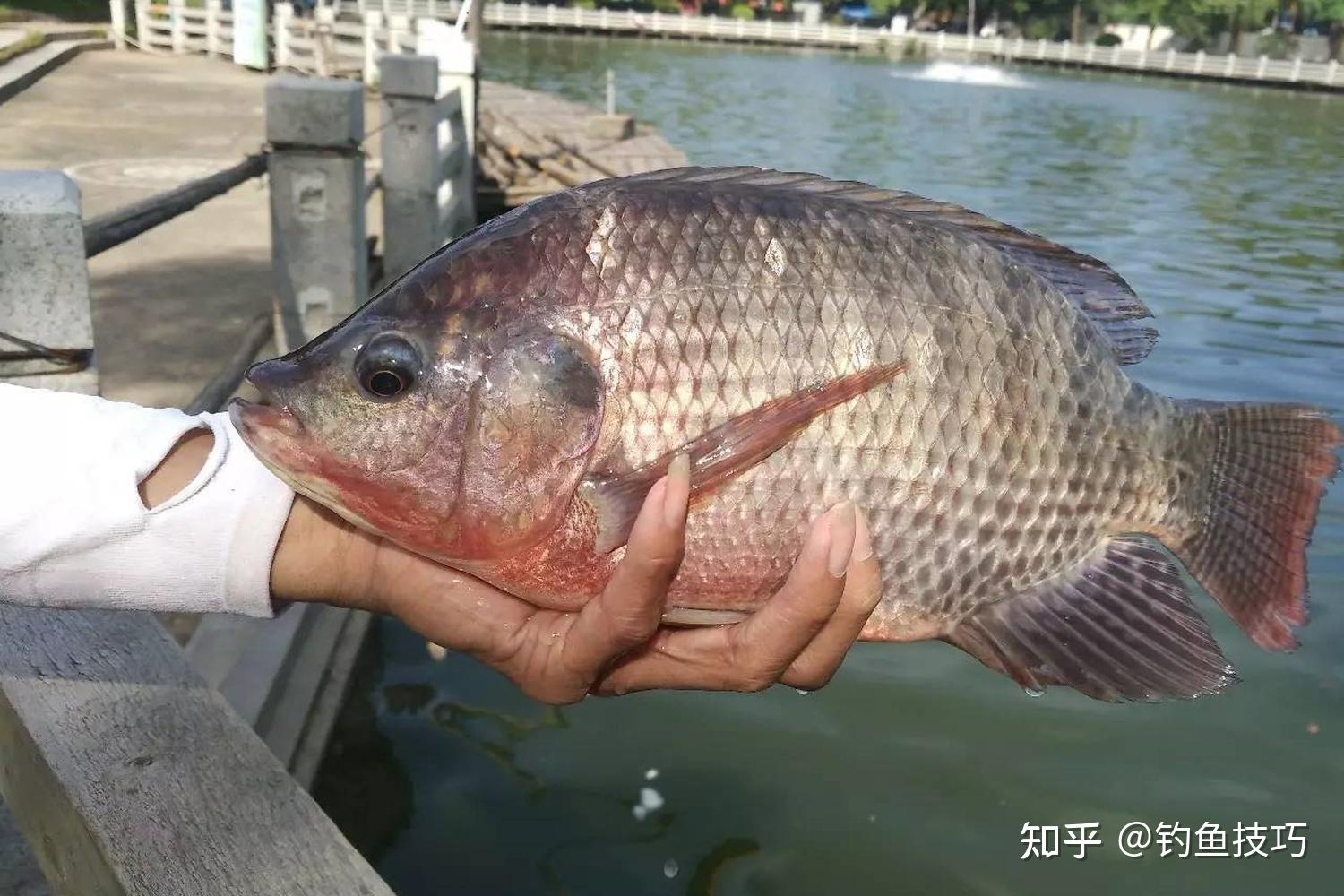 罗非鱼是不是很脏（广州的罗非鱼能吃吗）_灵呼网