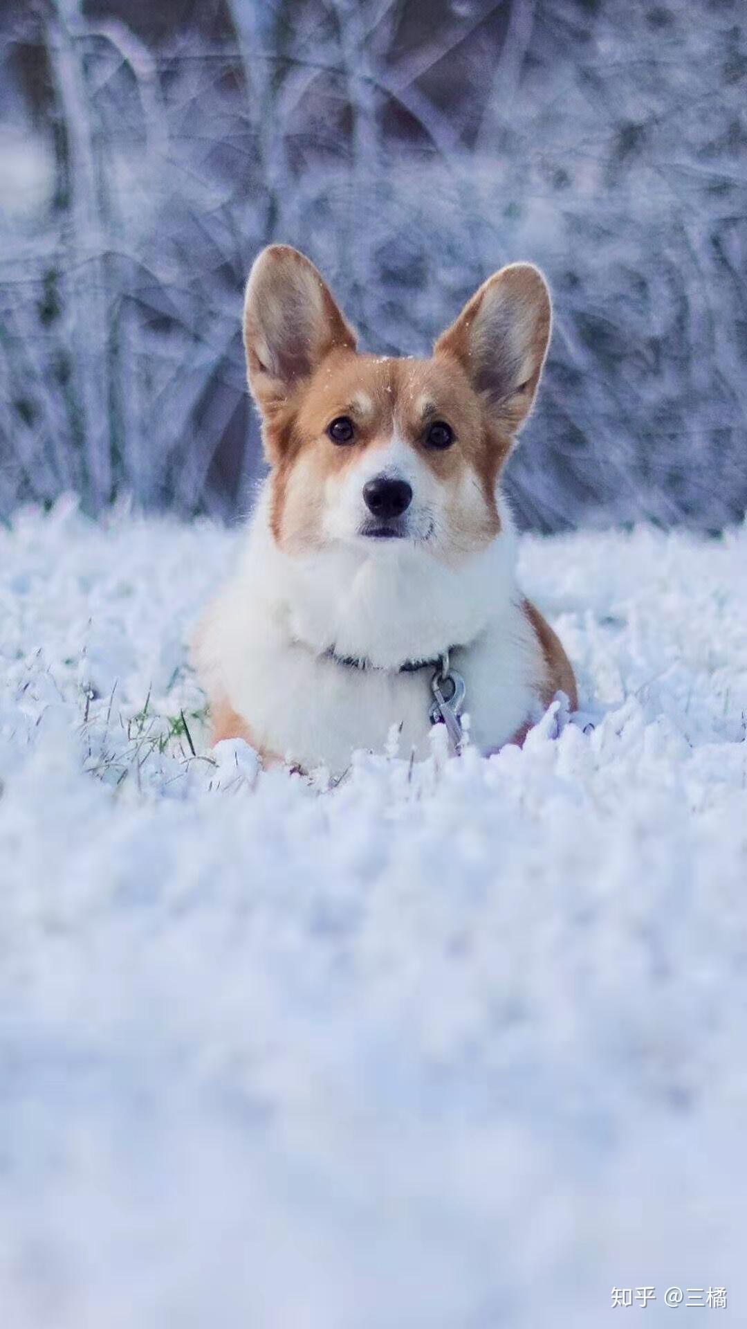 柯基犬平均寿命有多长? - 知乎