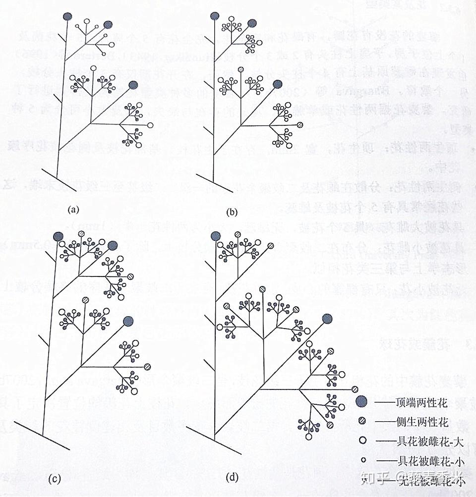 二歧聚伞花序的一,二级花枝以具有花被的大雌花而终止,而三,四级花枝