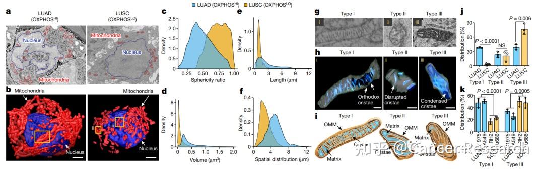Nature|肺癌线粒体网络和生物能学的空间定位 - 知乎