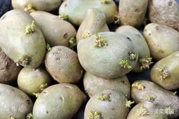 藏鲜于智 | 灵奕科技“薯仓智控系统”正式发布，根茎类作物智能储藏再上一个台阶！ - 知乎