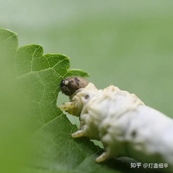 《纸上》——探寻那些即将逝去的优秀传统手艺，发现劳作之美 - 知乎