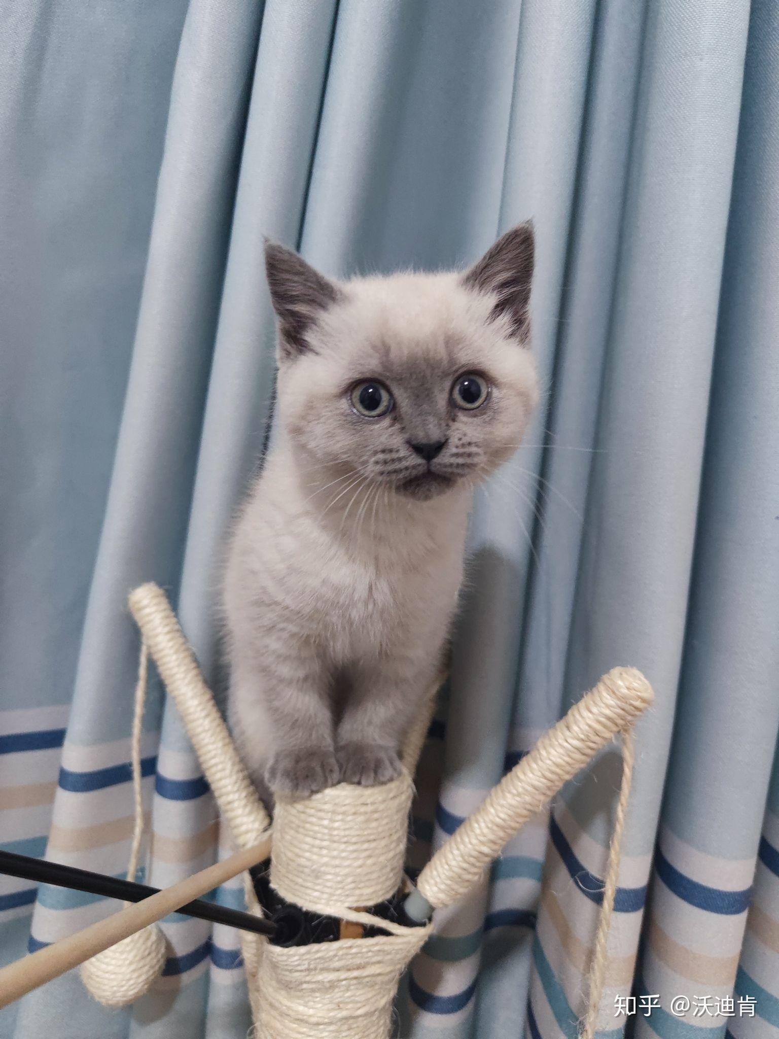 这只英短重点色看起来纯吗? - 知乎