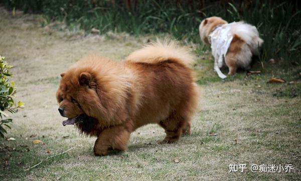 “小狮子”松狮犬,养它的人少,原来是这些原因 - 知乎
