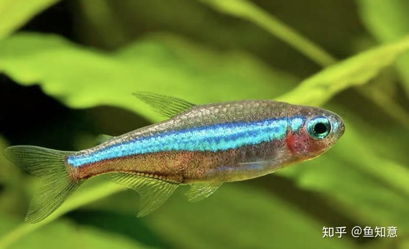 小型观赏鱼绿莲灯