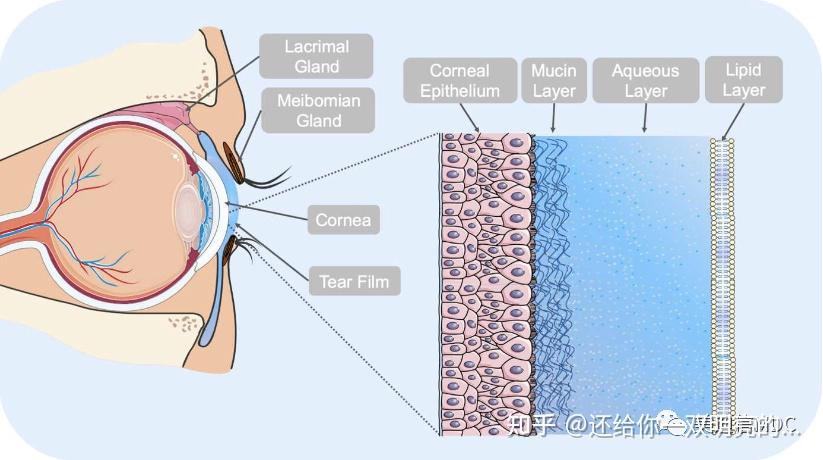 泪膜破裂时间图片