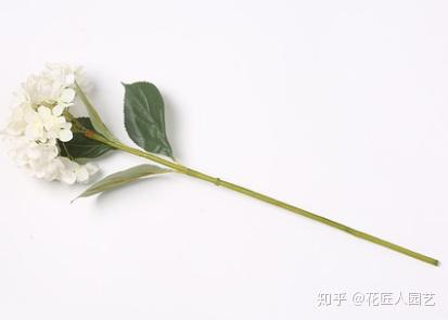 白色绣球花语及寓意是什么 适合送给什么人 知乎