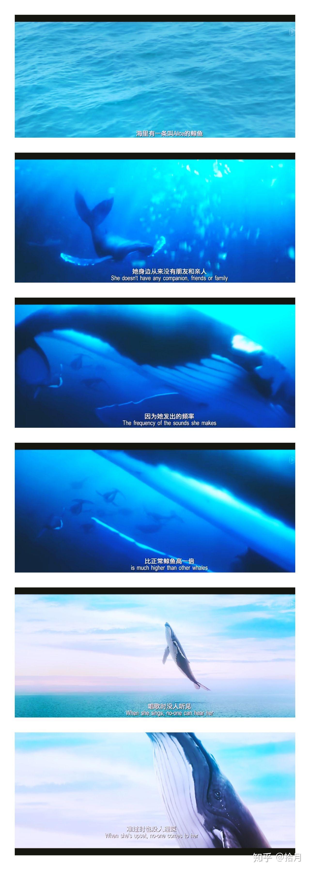 寻觅| 你的52Hz - 知乎