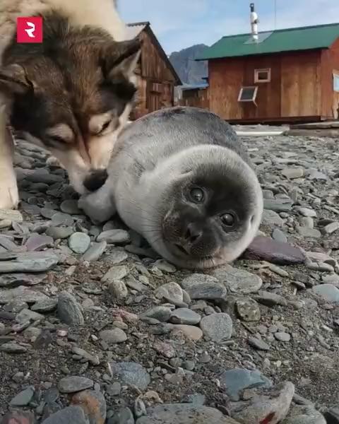 可爱的海豹 - 知乎