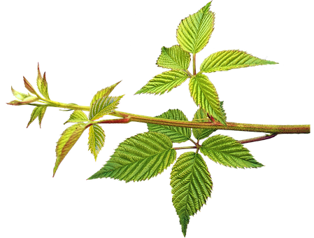 槐米是什么样子的