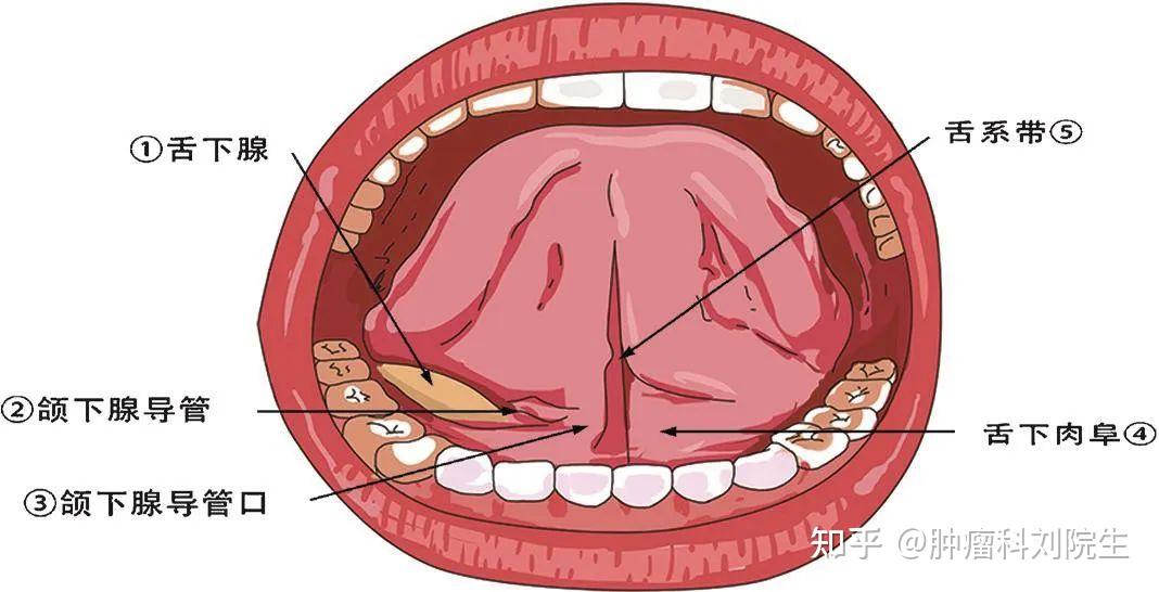 舌下腺结构图片