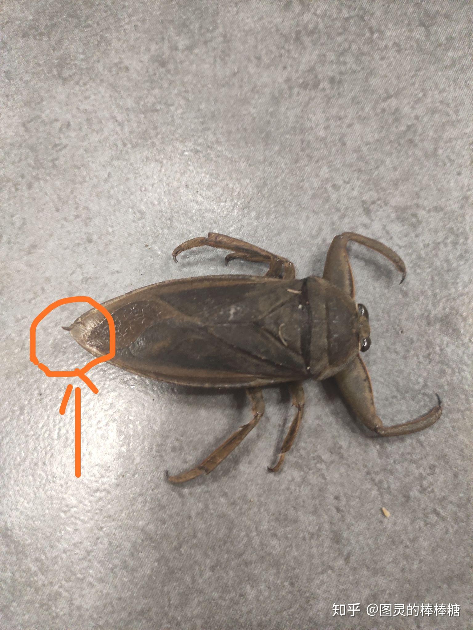 各位达尔文们,大家好!