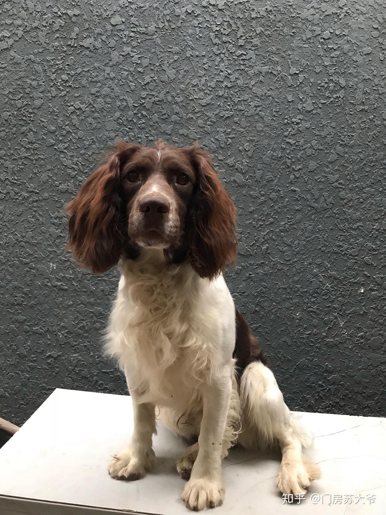 史宾格犬的性格好吗智商高吗