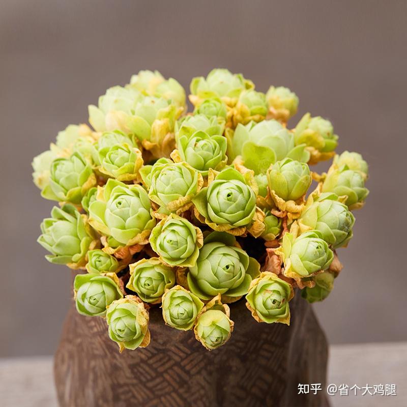 介绍几种适合新手养的多肉