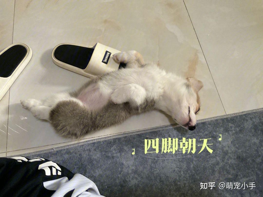 躺在地上晒太阳的慵懒白色狗狗摄影图__国外旅游_旅游摄影_摄影图库_昵图网nipic.com