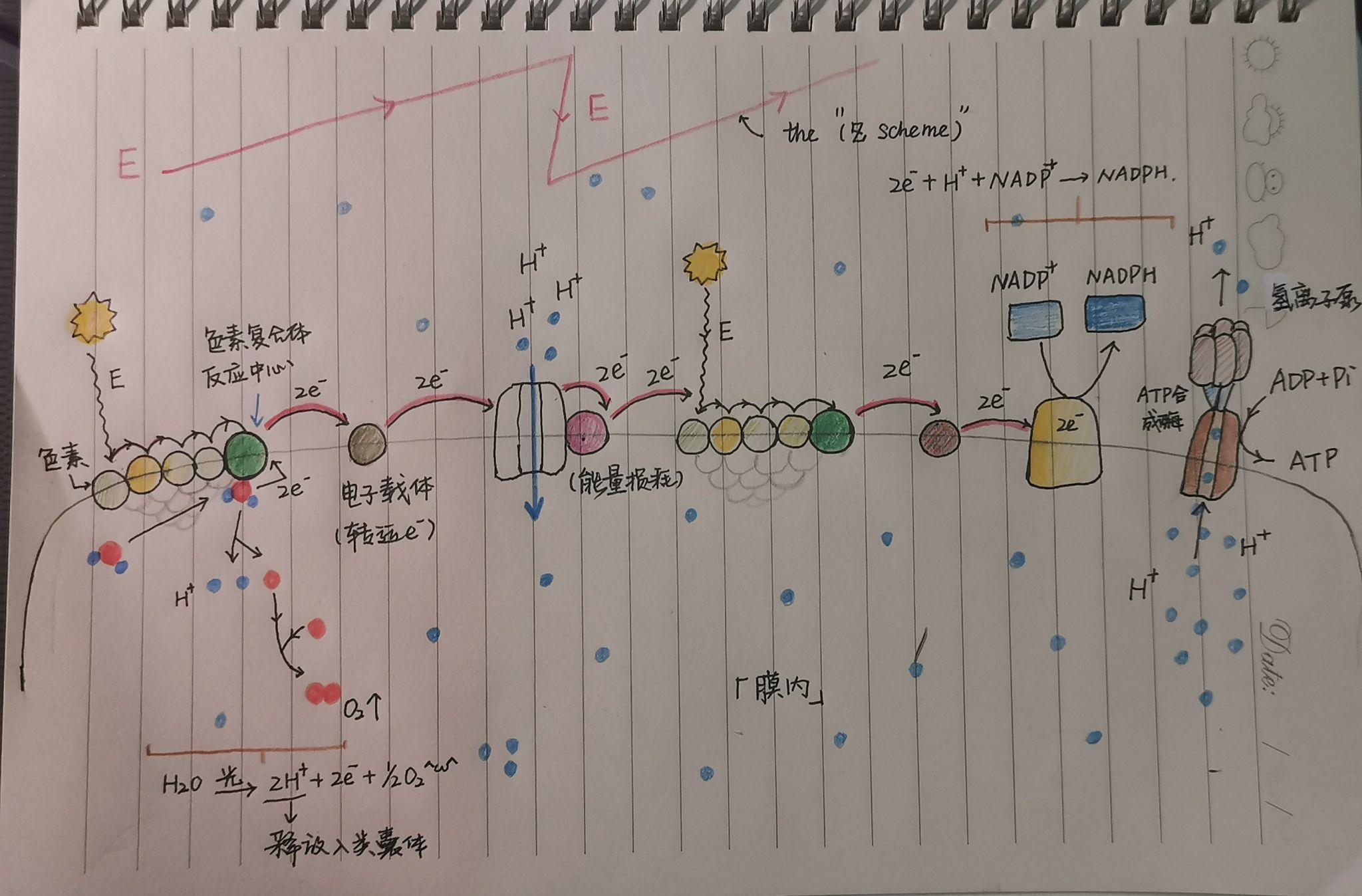 光合作用的中的光反应和暗反应是怎么一回事？ - 知乎