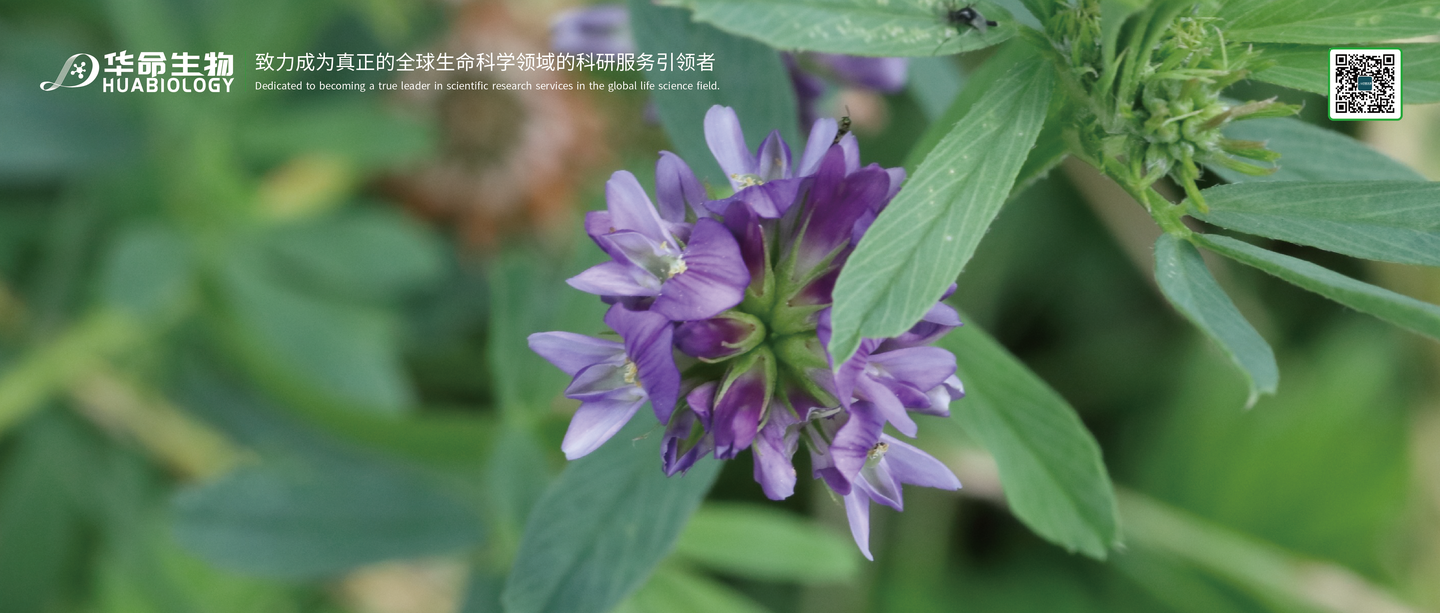 NG重磅丨中国科学家发表苜蓿泛基因组研究成果 - 知乎