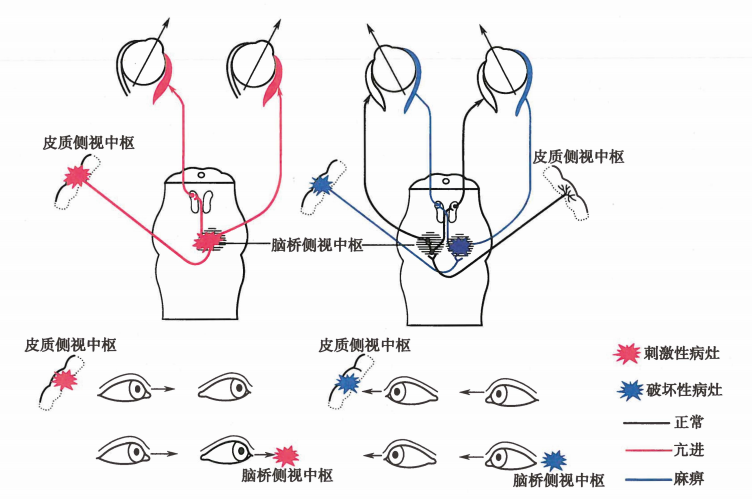 神经解剖中的主要交叉与临床联系 - 知乎