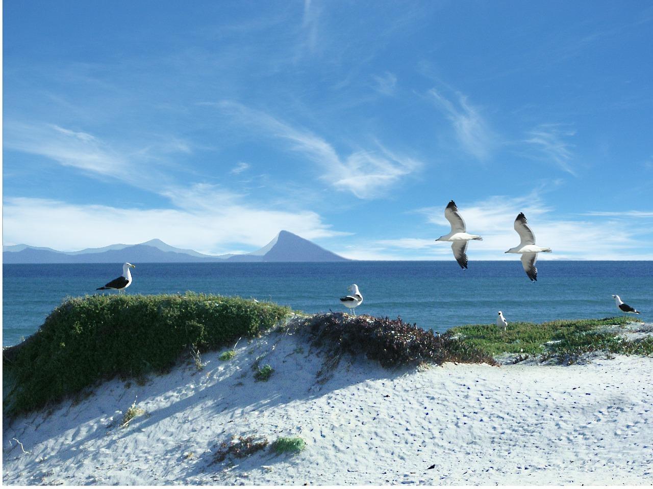 鄱阳湖常见鸟类记