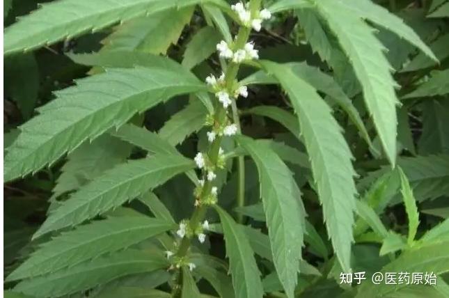 带你识别泽兰 - 知乎