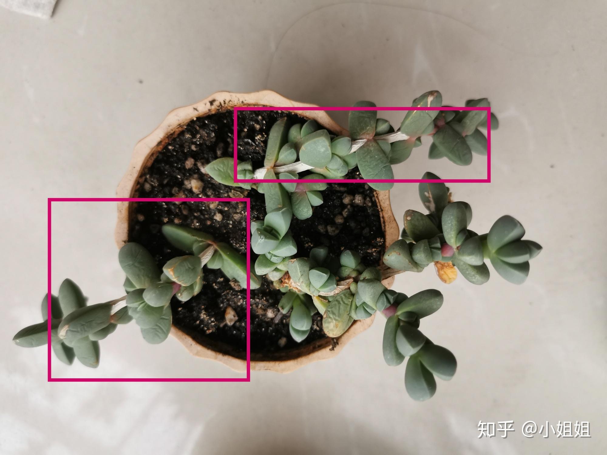 鹿角海棠砍头后叶插很久也不生根,叶子都快皱死了怎么办? - 知乎